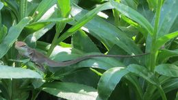 green anole logtail