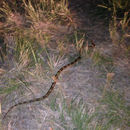 Image of Trans-pecos Rat Snake