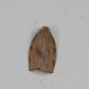 Image of Oblique-banded Leafroller