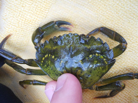Image of Common shore crab