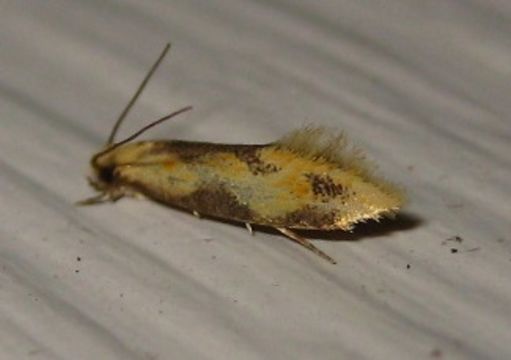 18.https www inaturalist org photos 1011034.580x360