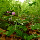 Image of <i>Lathyrus linifolius montanus</i>