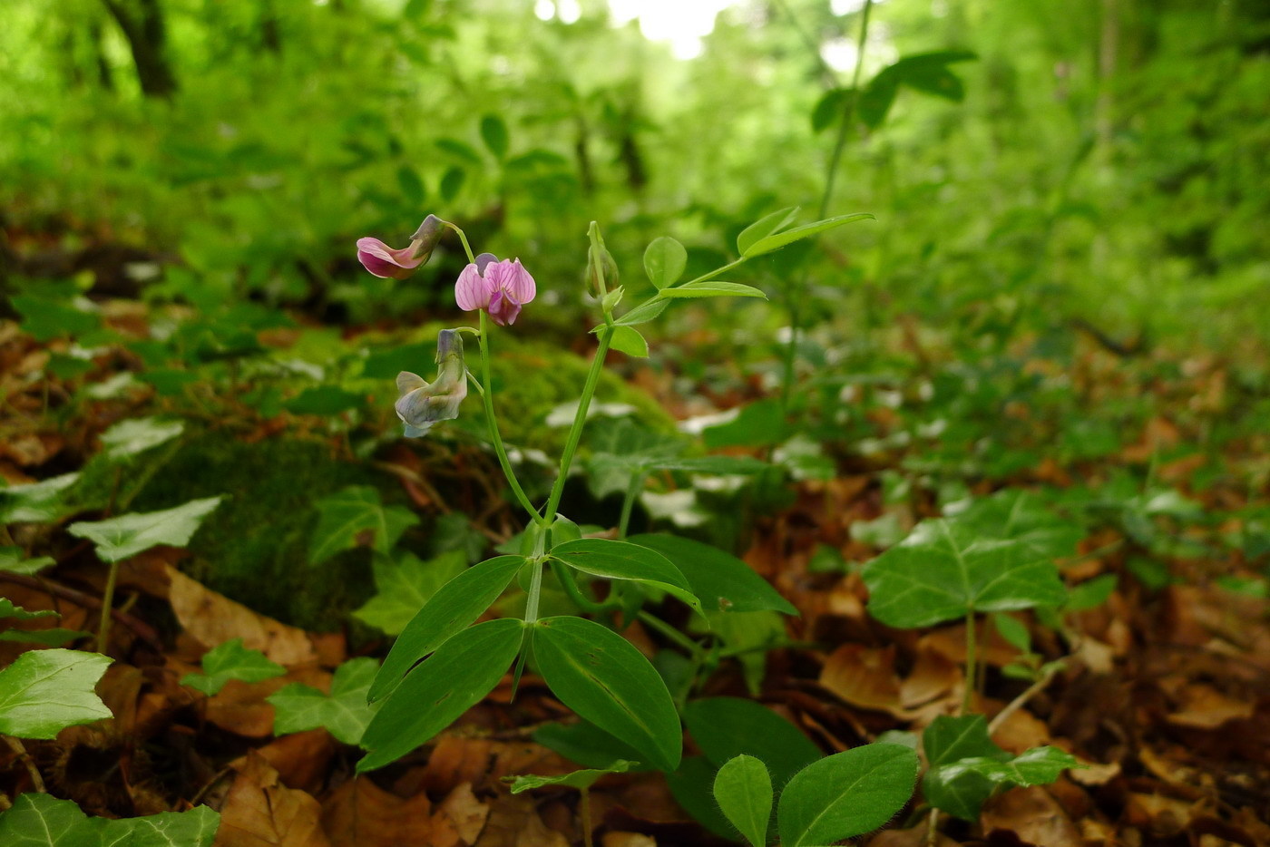 Image of <i>Lathyrus linifolius montanus</i>
