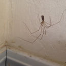Image of Long-bodied Cellar Spider