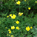 Image of <i>Ranunculus acris</i>