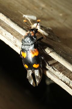 Image of Roundneck Sexton Beetle
