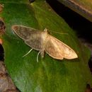 Image of Mother of Pearl