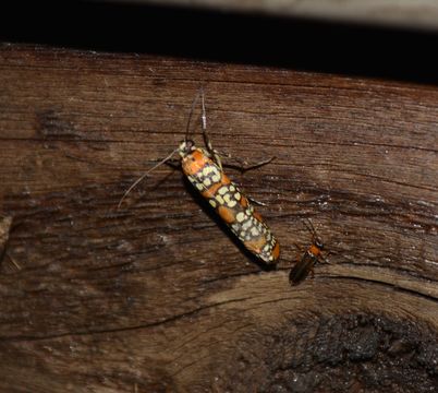 18.https www inaturalist org photos 1012983.580x360