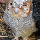Image of Flammulated Owl