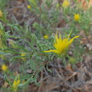 Image of <i>Ericameria suffruticosa</i>