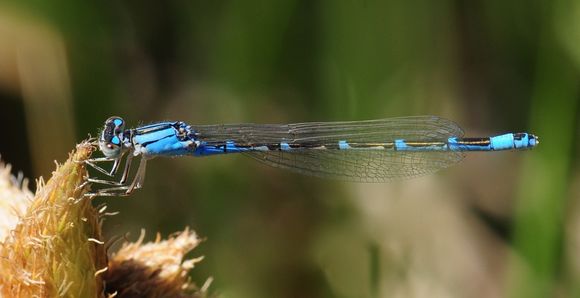 18.https www inaturalist org photos 1013620.580x360