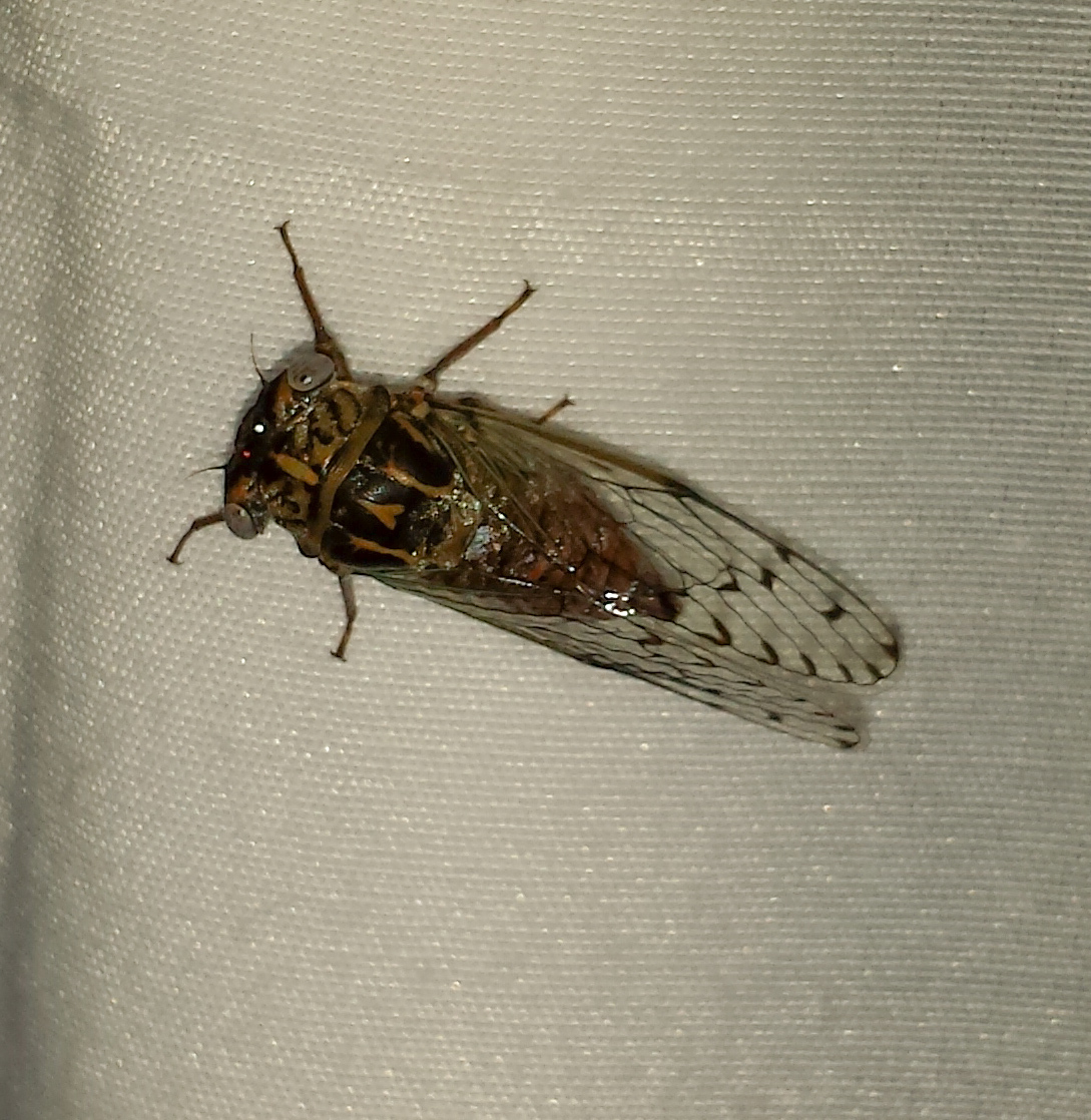 Pacarina Puella Davis Amp W T 1923 Encyclopedia Of Life