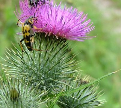 18.https www inaturalist org photos 1015724.580x360