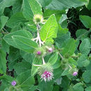 Image of <i>Arctium minus</i>