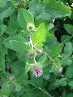 Image of <i>Arctium minus</i>