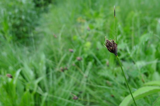 Image of <i>Schoenus nigricans</i>