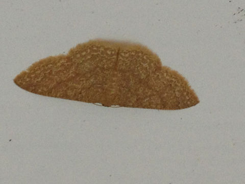 Image of Common Tan Wave