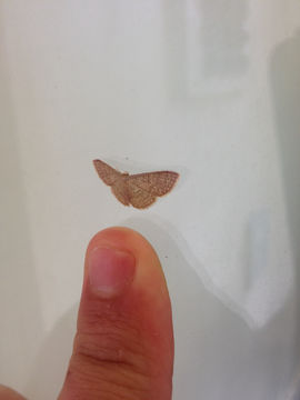 Image of Common Tan Wave