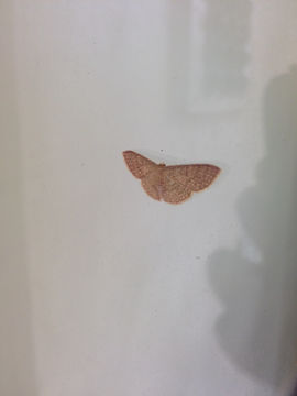 Image of Common Tan Wave