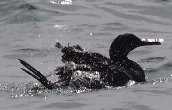 Image of Baird's cormorant