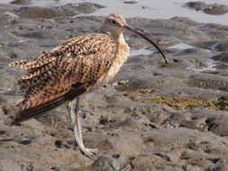Image of Long-billed curlew