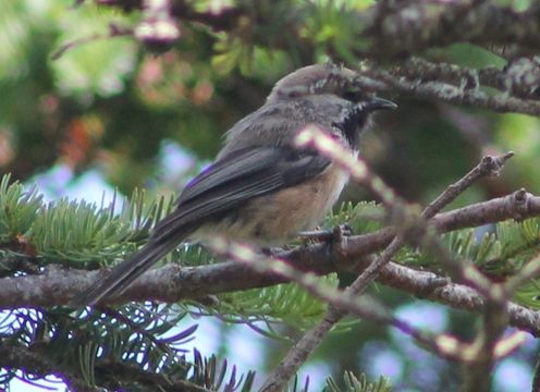 Image of Boreal Chickadee