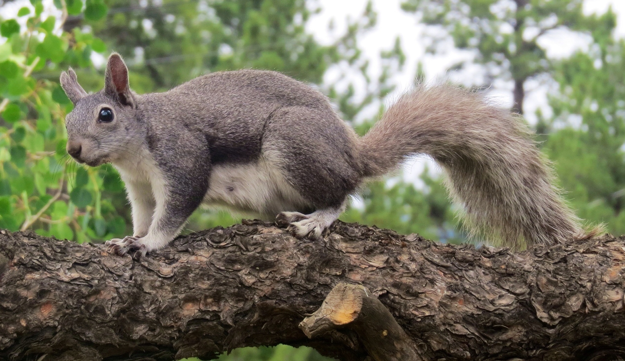 Abert S Squirrel Encyclopedia Of Life