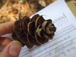 Image of <i>Pseudotsuga <i>menziesii</i></i> menziesii