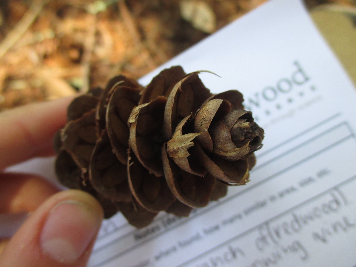 Image of <i>Pseudotsuga <i>menziesii</i></i> menziesii