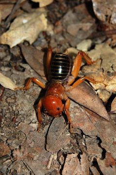 صورة <i>Stenopelmatus fuscus</i> Haldeman 1852