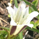 Image of <i>Gentiana newberryi</i>