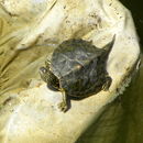 Image of Texas Map Turtle