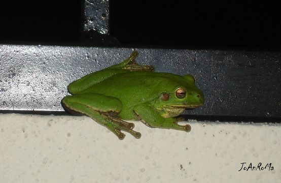 18.https www inaturalist org photos 1018304.580x360