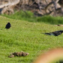 Image of Tricolored Blackbird