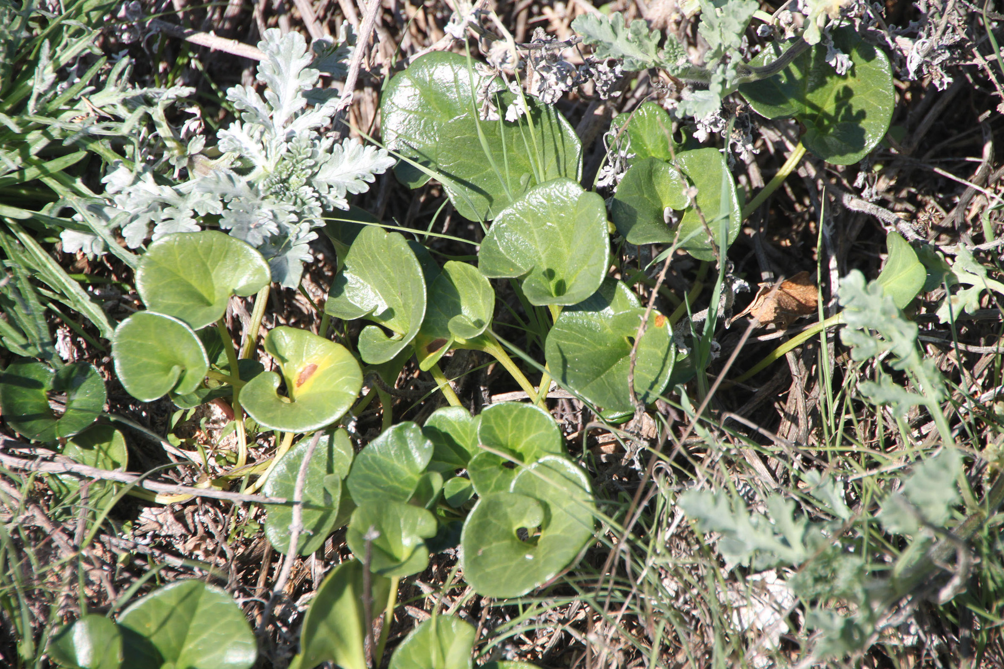 Image of <i>Calystegia soldanella</i>