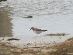 Image of Solitary sandpiper
