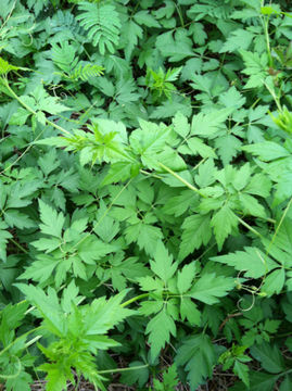 Image of <i>Cardiospermum halicacabum</i>