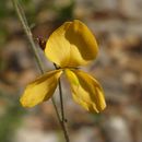 Image of <i>Chapmannia floridana</i>