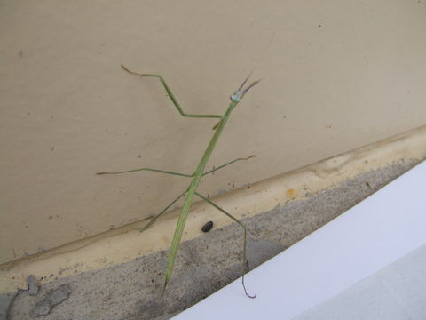 Image of Brunner's Mantis