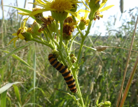 Image of <i>Tyria jacobaeae</i>