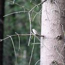 Image of Spotted flycatcher