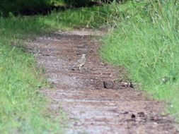 Image of Mistle thrush