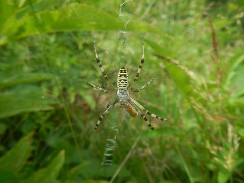 Image of Barbary Spider