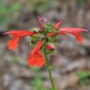 Image of <i>Salvia coccinea</i>