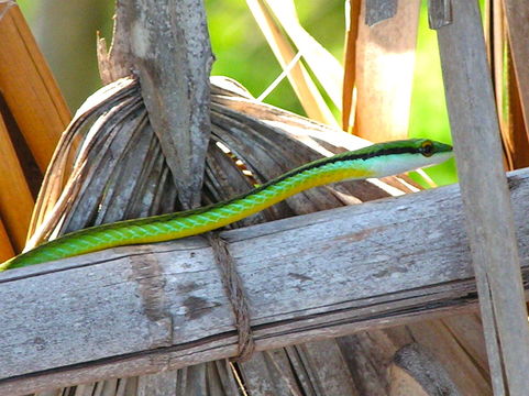 18.https www inaturalist org photos 1023034.580x360