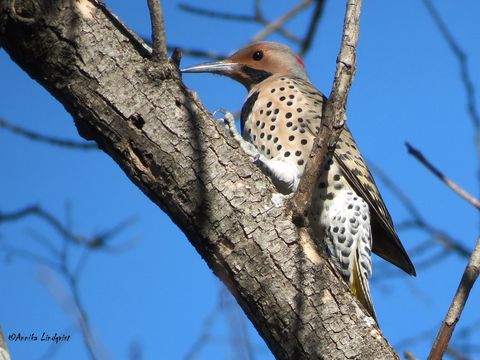 Image of Northern flicker