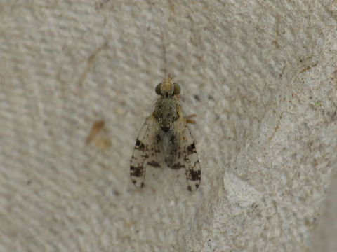 Image of <i>Tephritis hyoscyami</i> (Linnaeus 1758)