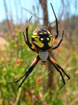 Image of Black-and-Yellow Argiope