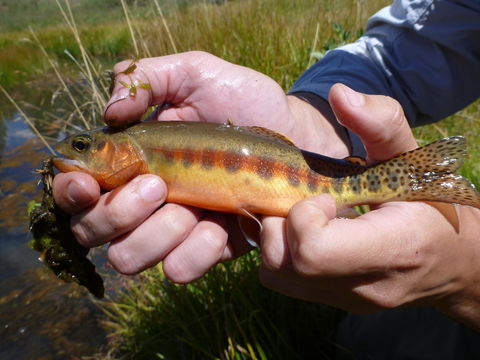 18.https www inaturalist org photos 1023781.580x360