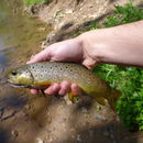 Image of Salmo trutta Linnaeus 1758